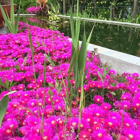 Villa Quinta Do Pinheiral Favoes