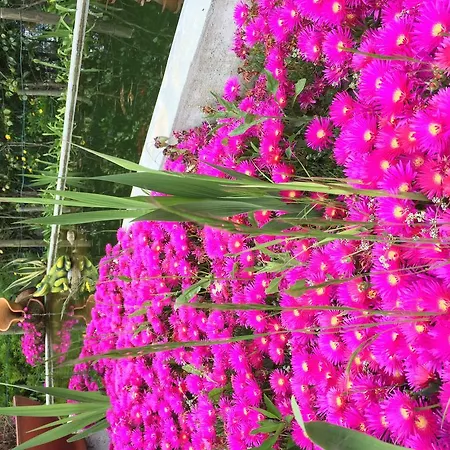 빌라 Quinta Do Pinheiral Favoes