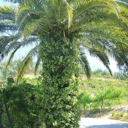 Quinta Do Pinheiral * Favoes